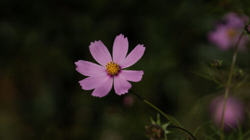 Cosmos, Flower, Purple, Wallpapers Free Download For Desktop