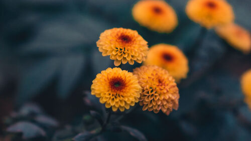Daisies, Flowers, Yellow, Wallpapers Free Download For Desktop