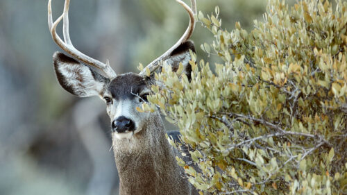 Deer, Animal, Bush, Wallpapers Free Download For Desktop