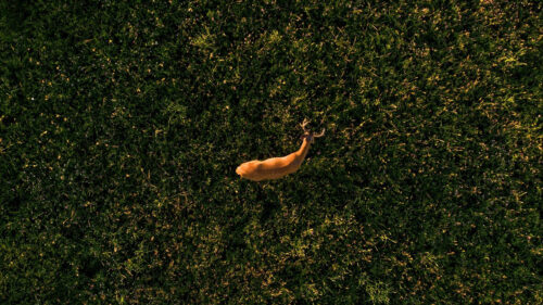 Deer, Grasses, Aerial, View, Wallpapers Free Download For Desktop