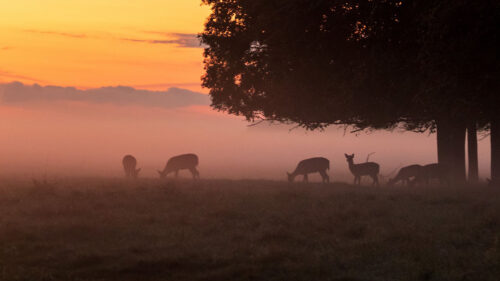 Deer, Tree, Fog, Wallpapers Free Download For Desktop
