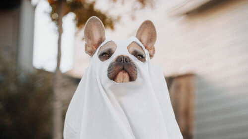Dog, Cape, Ghost, Wallpapers Free Download For Desktop