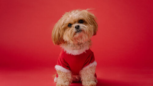 Dog, Pet, Brown, Wallpapers Free Download For Desktop
