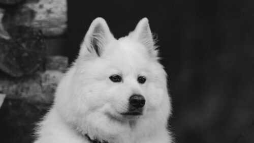 Dog, White, Fluffy, Wallpapers Free Download For Desktop
