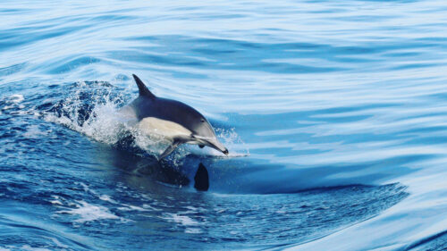 Dolphin, Water, Splash, Wallpapers Free Download For Desktop