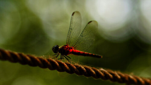 Dragonfly, Red, Macro, Wallpapers Free Download For Desktop