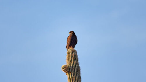 Eagle, Bird, Cactus, Wallpapers Free Download For Desktop