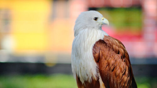 Eagle, Bird, White, Wallpapers Free Download For Desktop