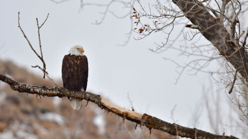 Eagle, Birds, Predator, Wallpapers Free Download For Desktop