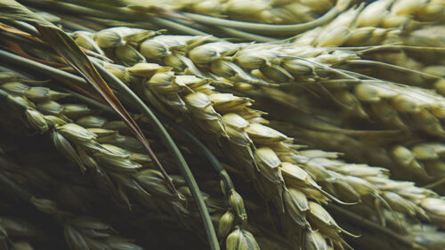 Ears, Wheat, Macro, Wallpapers Free Download For Desktop
