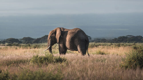 Elephant, Animal, Mountain, Wallpapers Free Download For Desktop