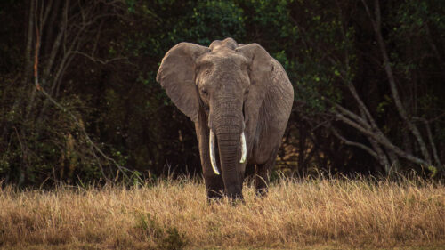 Elephant, Safari, Animal, Wallpapers Free Download For Desktop