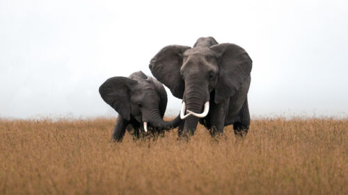 Elephants, Animals, Wildlife Wallpapers Free Download For Desktop
