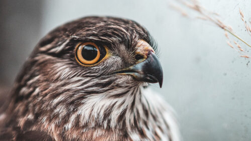 Falcon, Bird, Brown, Wallpapers Free Download For Desktop