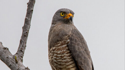 Falcon, Bird, Predator, Wallpapers Free Download For Desktop