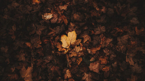Fallen, Leaves, Leaves, Autumn, Wallpapers Free Download For Desktop (3)