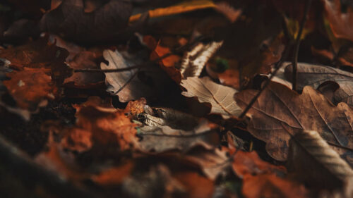 Fallen, Leaves, Leaves, Autumn, Wallpapers Free Download For Desktop