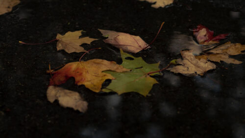Fallen, Leaves, Leaves, Puddle, Wallpapers Free Download For Desktop