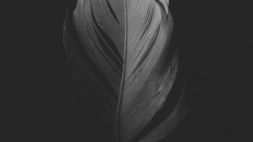 Feather, Macro, Bw, Wallpapers Free Download For Desktop