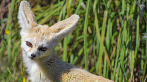 Fennec, Fox, Cute, Grass, Wallpapers Free Download For Desktop