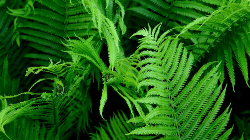 Fern, Branch, Plant, Wallpapers Free Download For Desktop