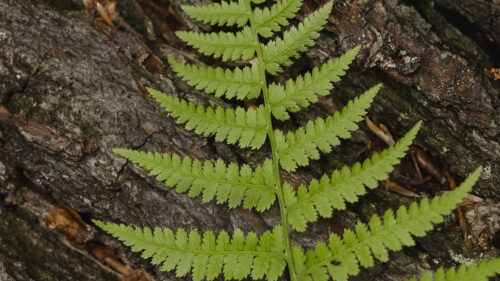 Fern, Leaf, Bark, Wallpapers Free Download For Desktop