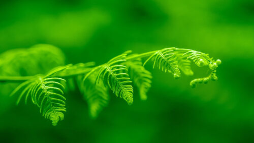 Fern, Leaf, Macro, Wallpapers Free Download For Desktop (2)