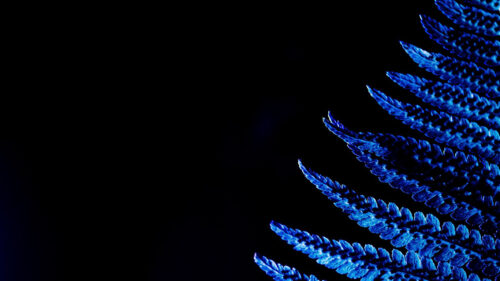 Fern, Leaf, Macro, Wallpapers Free Download For Desktop