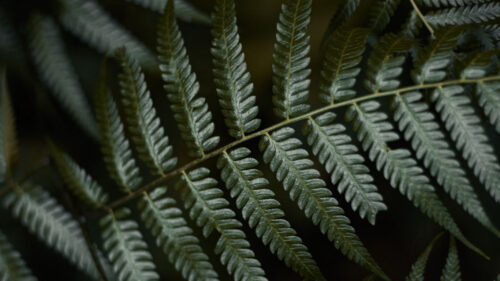 Fern, Leaves, Green, Wallpapers Free Download For Desktop