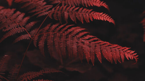 Fern, Leaves, Macro, Wallpapers Free Download For Desktop