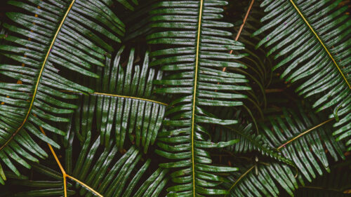Fern, Leaves, Plant, Wallpapers Free Download For Desktop (2)