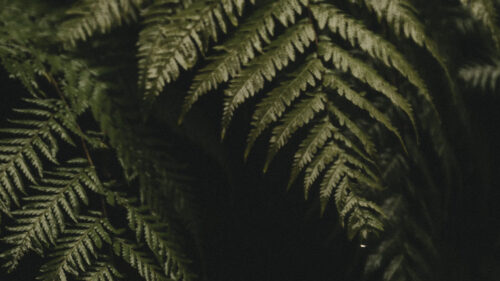 Fern, Leaves, Plant, Wallpapers Free Download For Desktop (3)