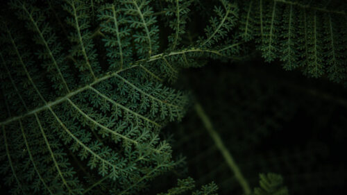 Fern, Plant, Leaves, Wallpapers Free Download For Desktop (2)