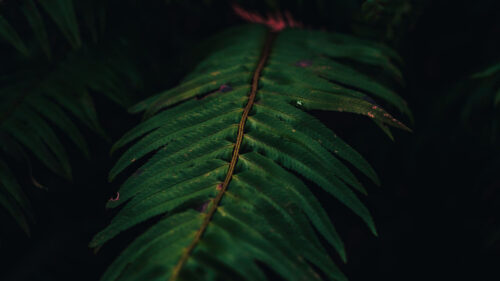 Fern, Plant, Leaves, Wallpapers Free Download For Desktop
