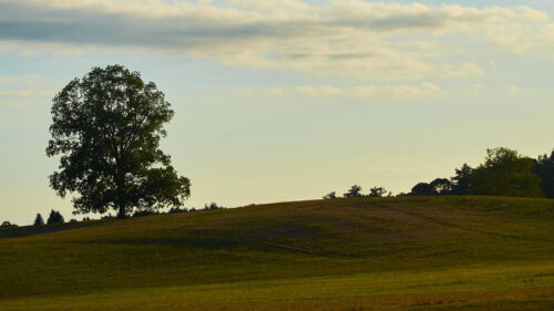 Field, Hill, Tree, Wallpapers Free Download For Desktop