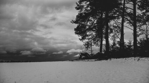 Field, Snow, Trees, Wallpapers Free Download For Desktop