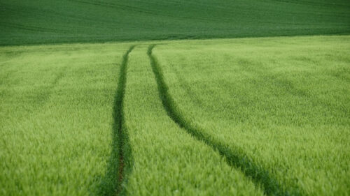 Field, Tracks, Wheat, Wallpapers Free Download For Desktop
