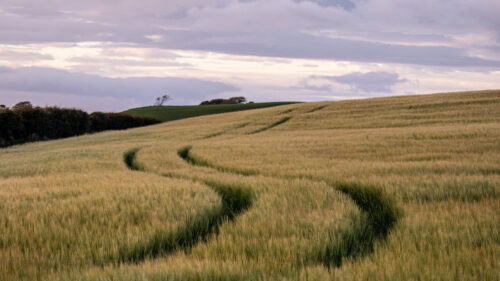 Field, Trail, Hills, Wallpapers Free Download For Desktop