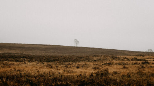 Field, Tree, Alone, Wallpapers Free Download For Desktop