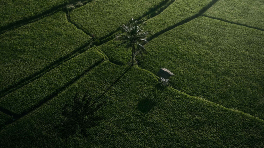 Previous