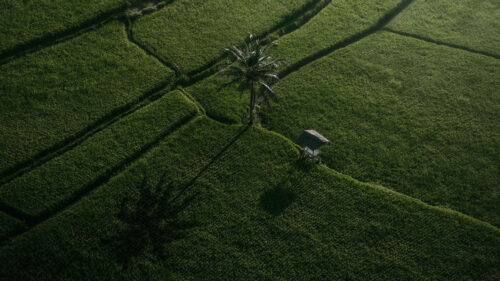 Fields, Palm, Tree, Aerial, View, Wallpapers Free Download For Desktop
