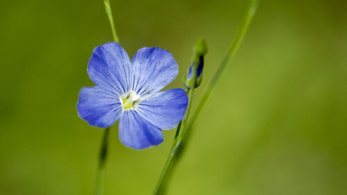 Flax, Flower, Macro, Wallpapers Free Download For Desktop