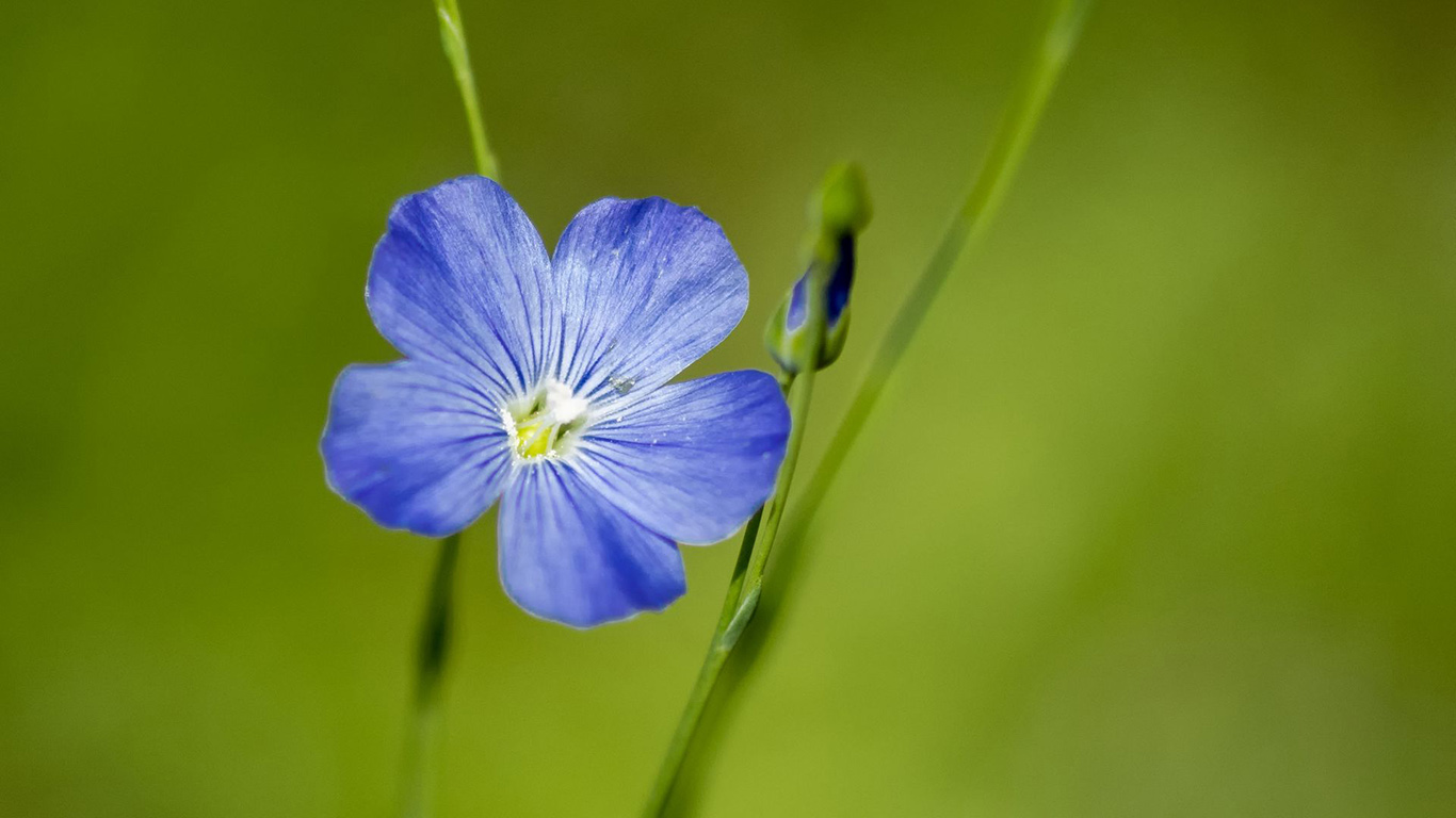 Flax, Flower, Macro, Wallpapers Free Download For Desktop - Desktop