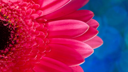 Flower, Pink, Macro, Wallpapers Free Download For Desktop