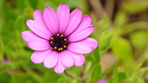 Flower, Purple, Macro, Wallpapers Free Download For Desktop