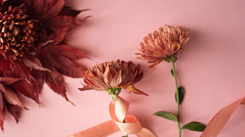 Flowers, Leaves, Ribbon, Wallpapers Free Download For Your Device