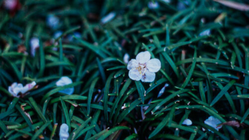 Flowers, Plant, Grasses, Wallpapers Free Download For Your Device