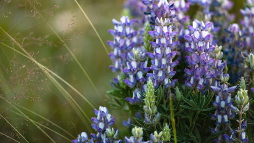 Flowers, Purple, Grass, Wallpapers Free Download For Your Device