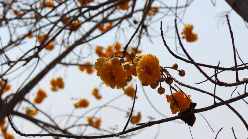 Flowers, Yellow, Branches, Wallpapers Free Download For Your Device