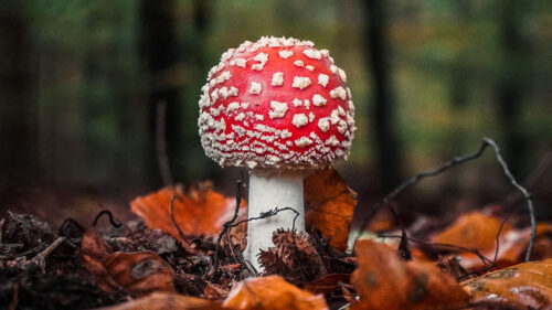Fly, Agaric, Mushroom, Leaves, Wallpapers Free Download For Your Device